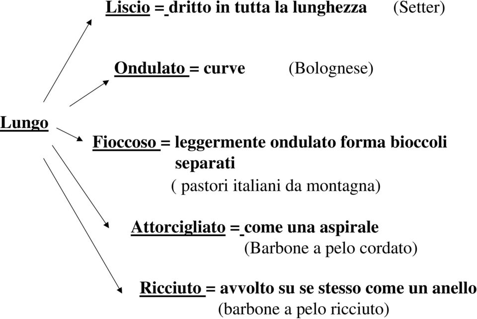 italiani da montagna) Attorcigliato = come una aspirale (Barbone a pelo