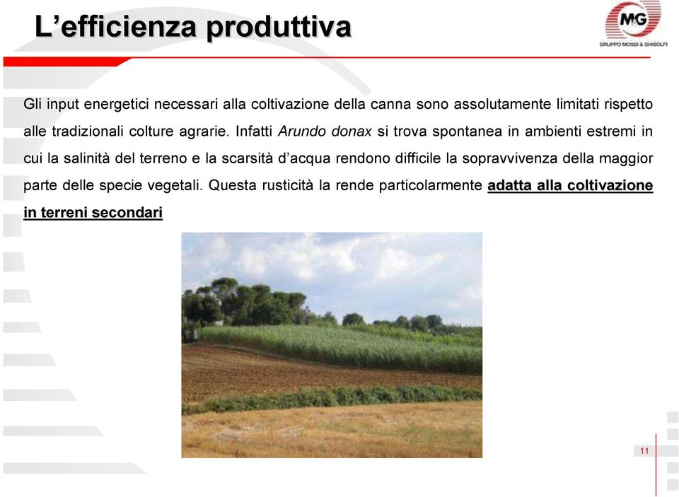 Infatti Arundo donax si trova spontanea in ambienti estremi in cui la salinità del terreno e la scarsità d