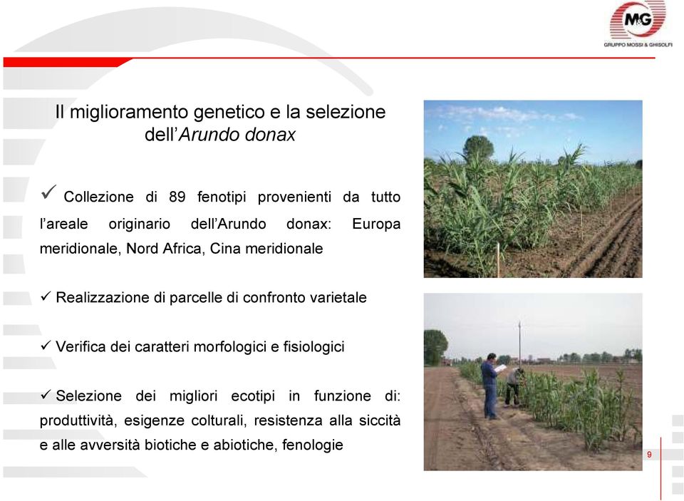 parcelle di confronto varietale Verifica dei caratteri morfologici e fisiologici Selezione dei migliori ecotipi