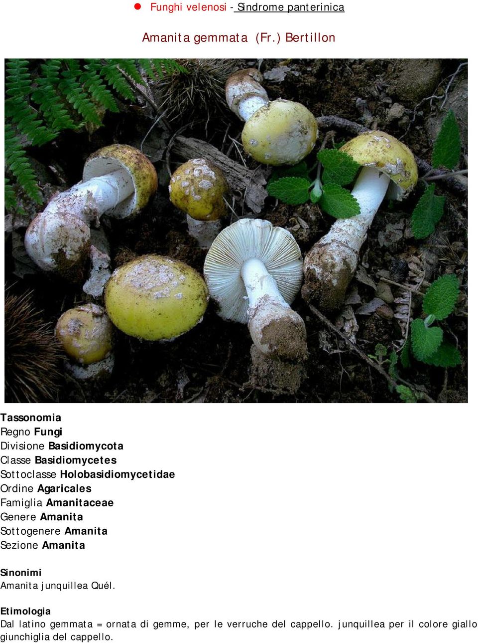 Holobasidiomycetidae Ordine Agaricales Famiglia Amanitaceae Genere Amanita Sottogenere Amanita Sezione