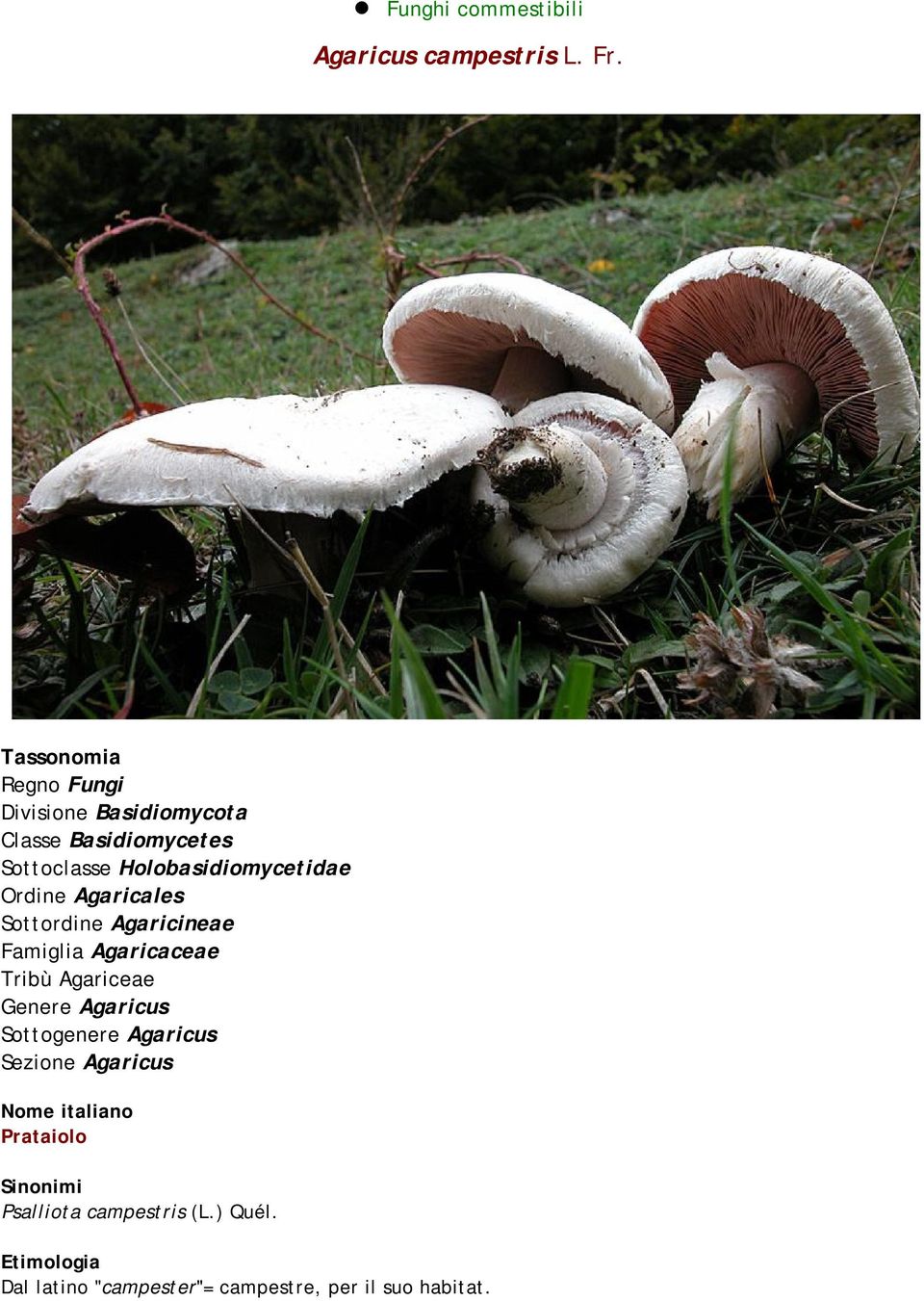 Ordine Agaricales Sottordine Agaricineae Famiglia Agaricaceae Tribù Agariceae Genere Agaricus