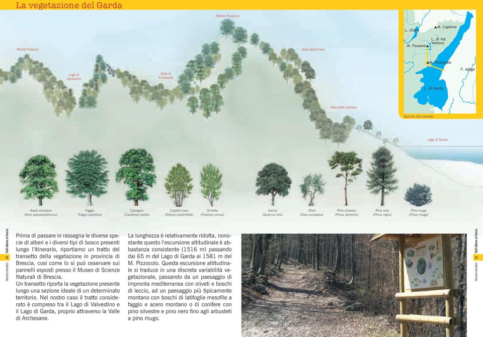 silvestris) Pino nero (Pinus nigra) Pino mugo (Pinus mugo) Prima di passare in rassegna le diverse specie di alberi e i diversi tipi di bosco presenti lungo l itinerario, riportiamo un tratto del