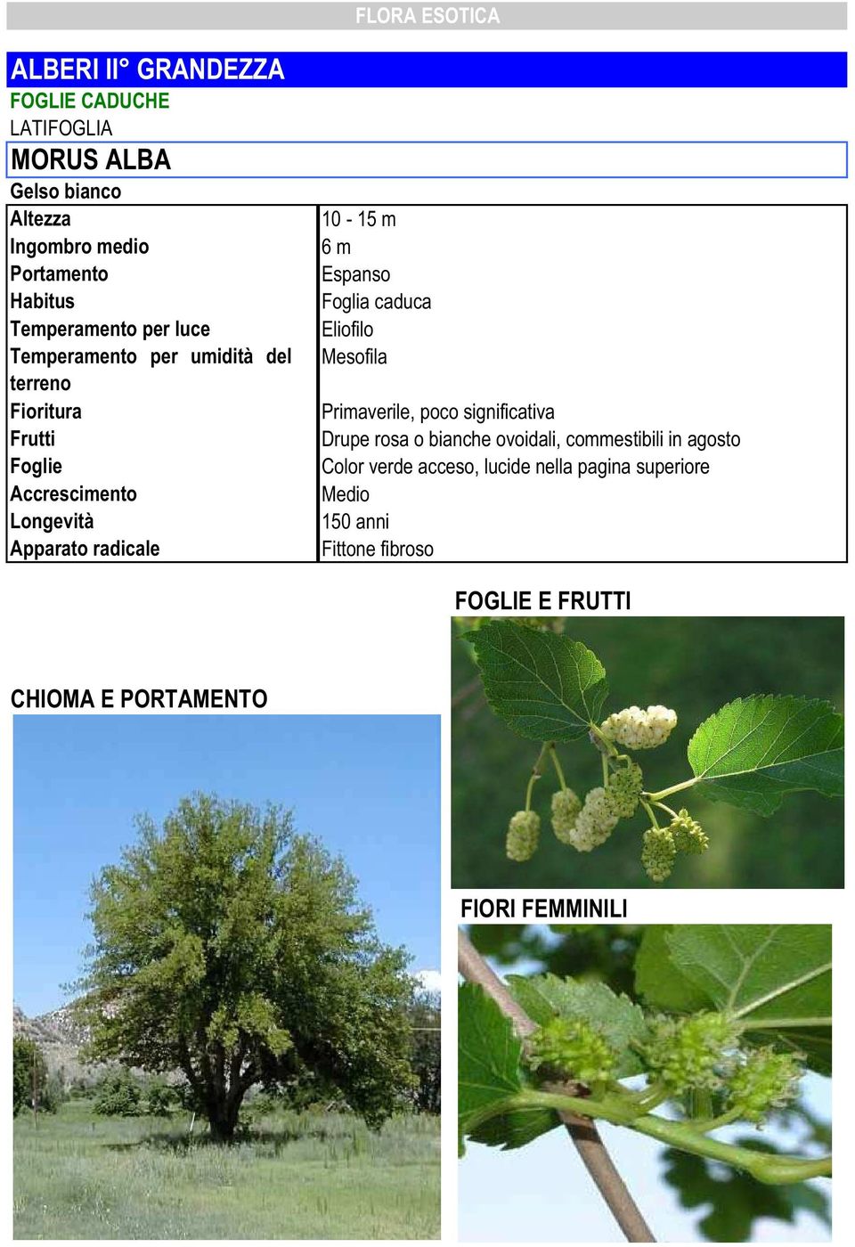 commestibili in agosto Color verde acceso, lucide nella pagina superiore