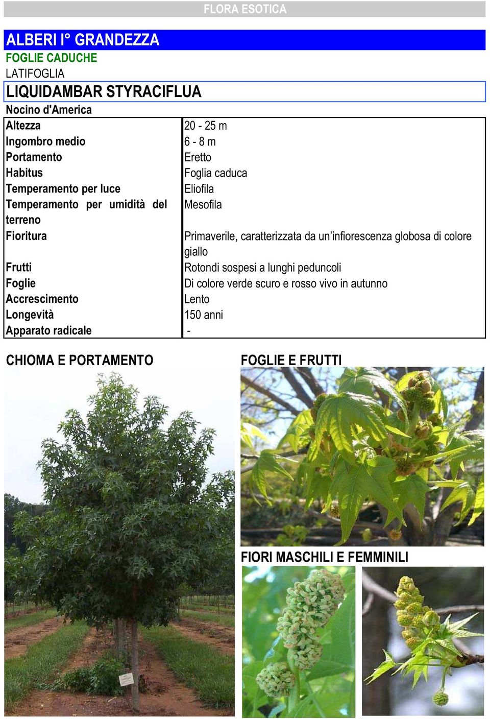 giallo Rotondi sospesi a lunghi peduncoli Di colore verde scuro e rosso vivo in