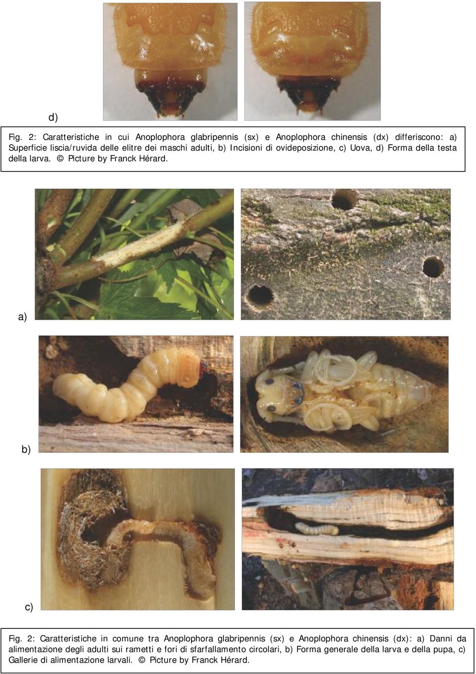 dei maschi adulti, b) Incisioni di ovideposizione, c) Uova, d) Forma della testa della larva. Picture by Franck Hérard. a) b) c) Fig.
