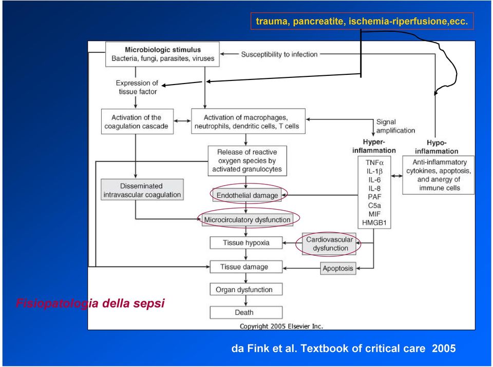 Fisiopatologia della sepsi da