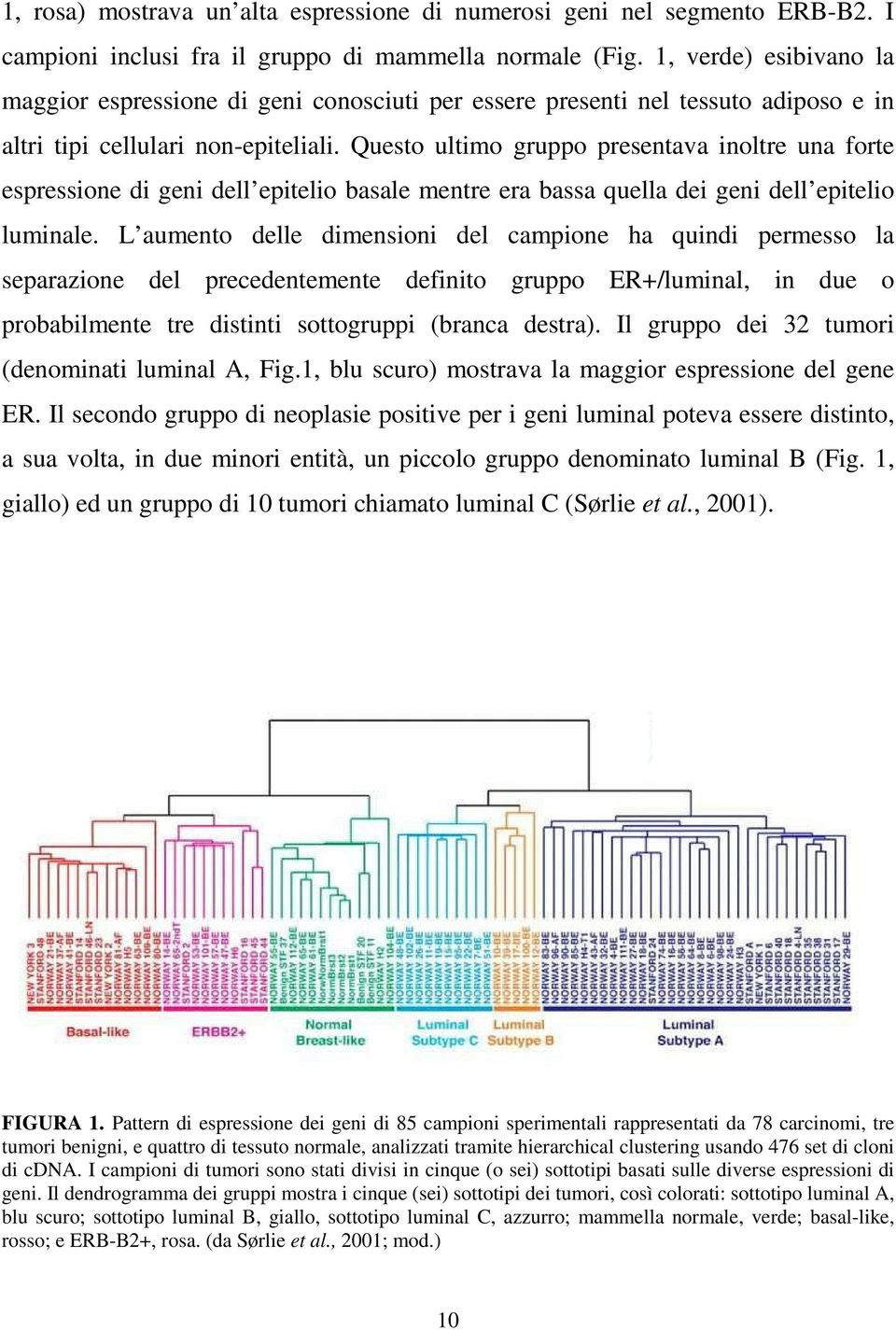 Questo ultimo gruppo presentava inoltre una forte espressione di geni dell epitelio basale mentre era bassa quella dei geni dell epitelio luminale.