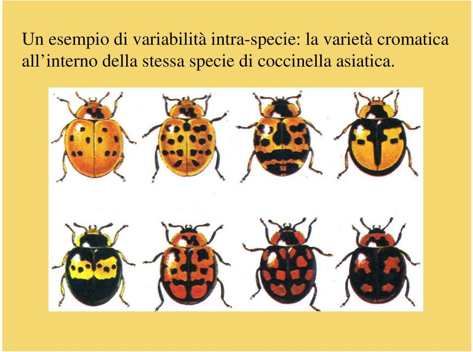 cromatica all interno della