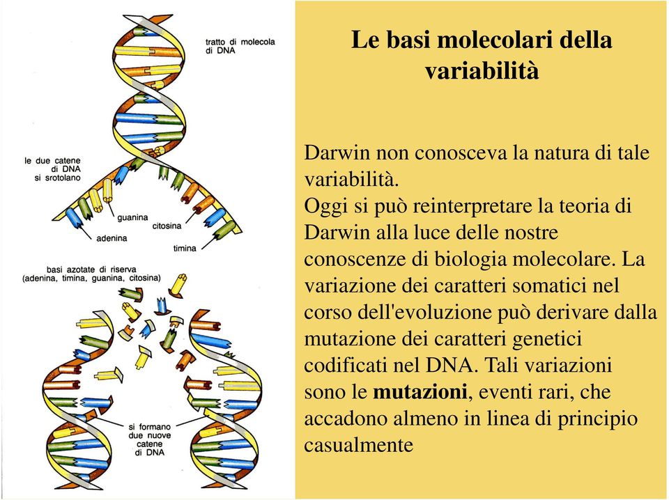 La variazione dei caratteri somatici nel corso dell'evoluzione può derivare dalla mutazione dei caratteri