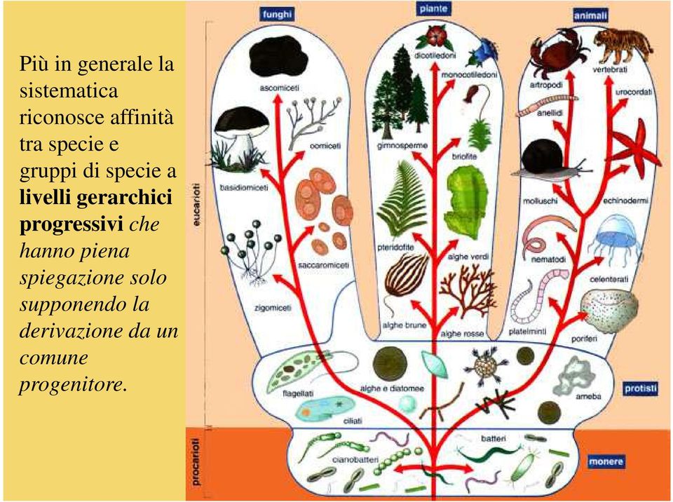 gerarchici progressivi che hanno piena