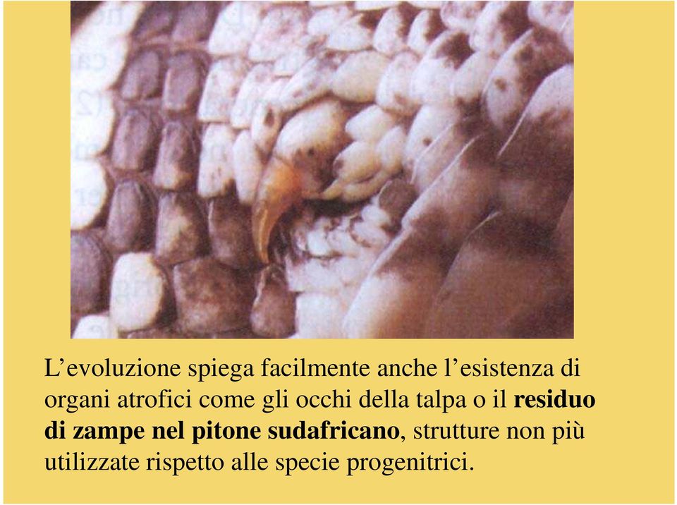 residuo di zampe nel pitone sudafricano, strutture