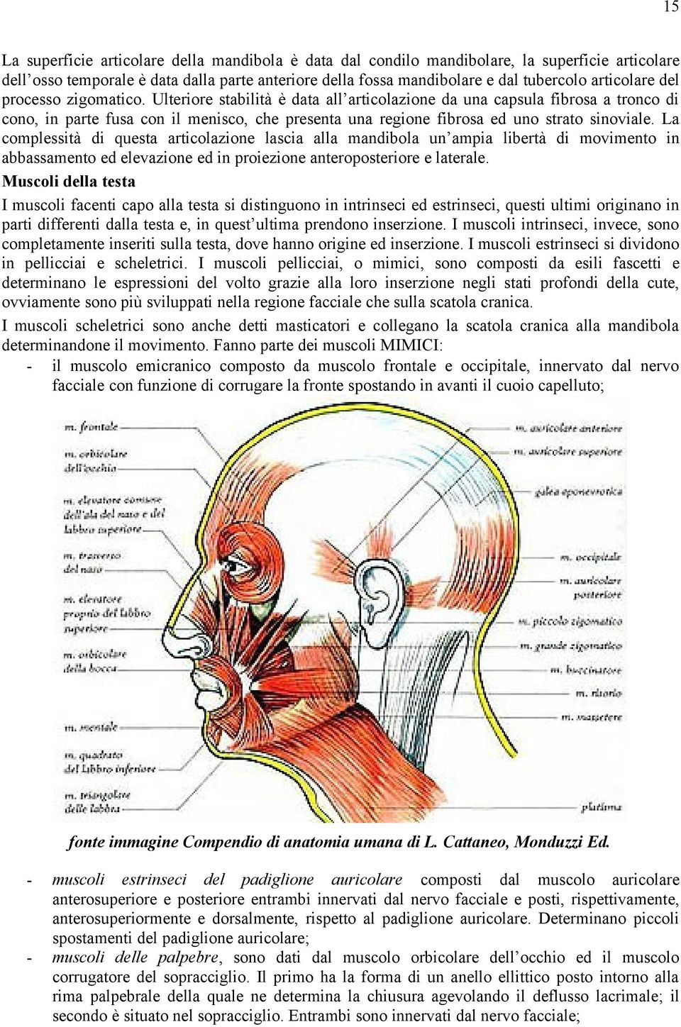 Ulteriore stabilità è data all articolazione da una capsula fibrosa a tronco di cono, in parte fusa con il menisco, che presenta una regione fibrosa ed uno strato sinoviale.