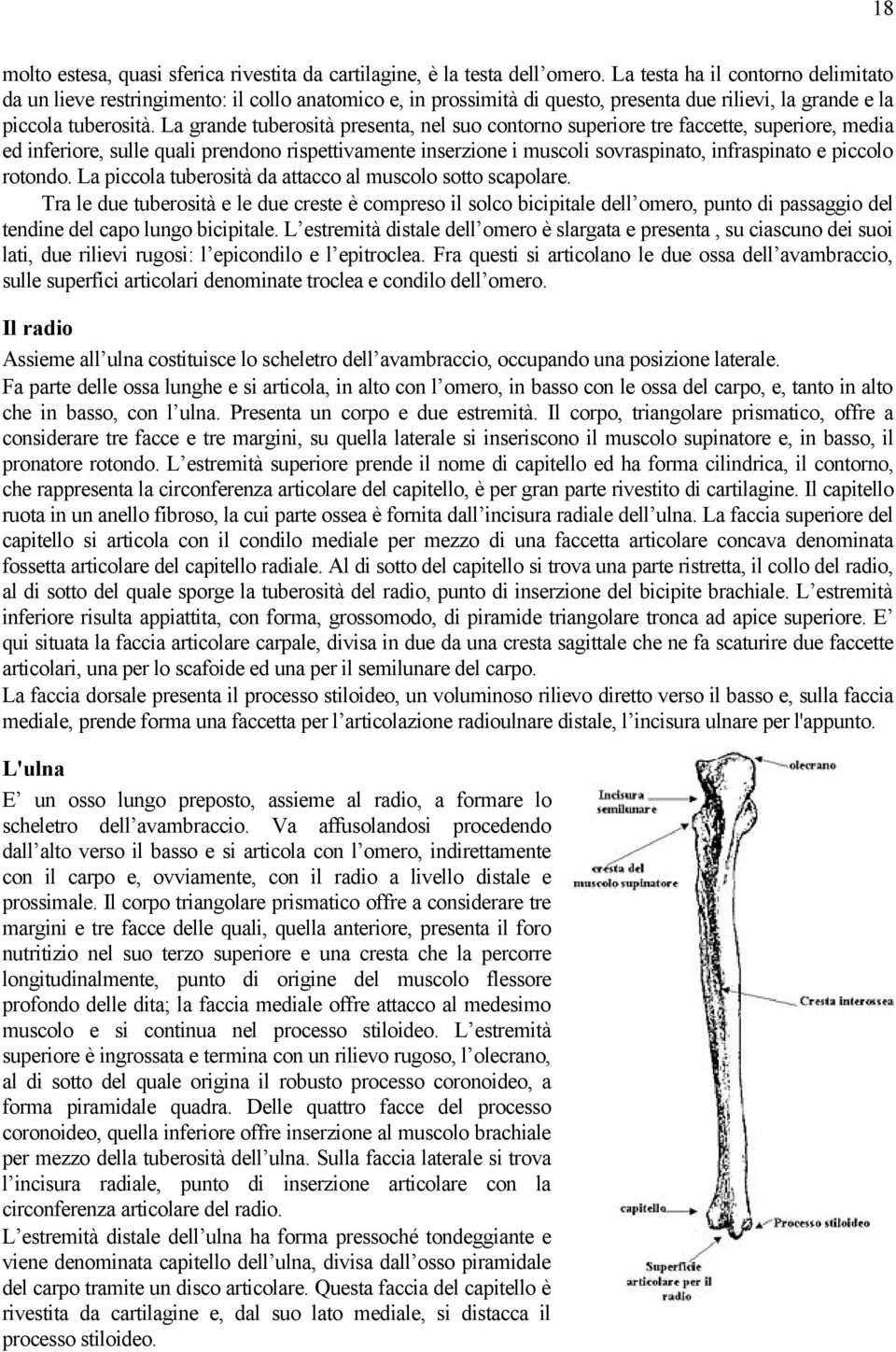 La grande tuberosità presenta, nel suo contorno superiore tre faccette, superiore, media ed inferiore, sulle quali prendono rispettivamente inserzione i muscoli sovraspinato, infraspinato e piccolo