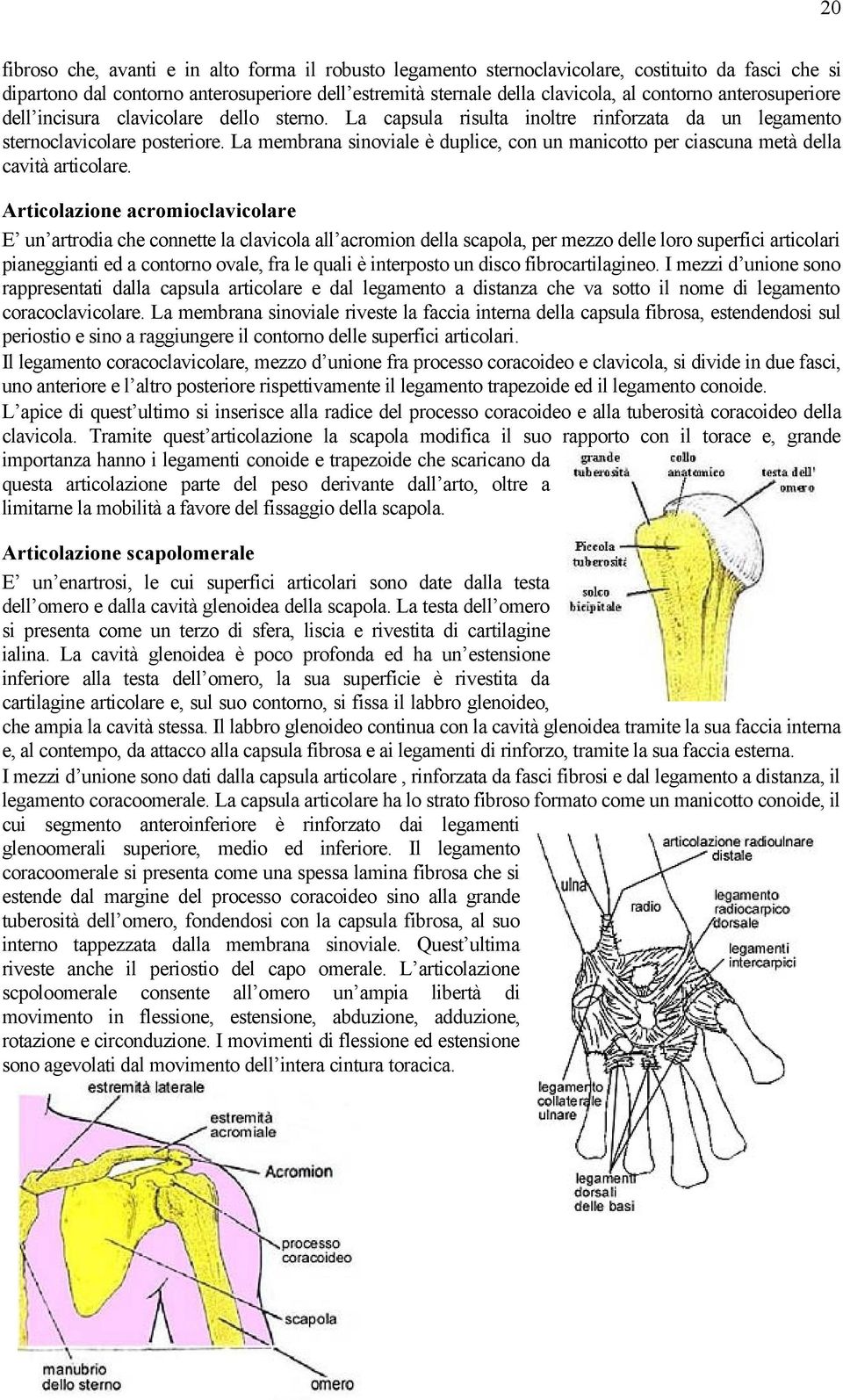 La membrana sinoviale è duplice, con un manicotto per ciascuna metà della cavità articolare.