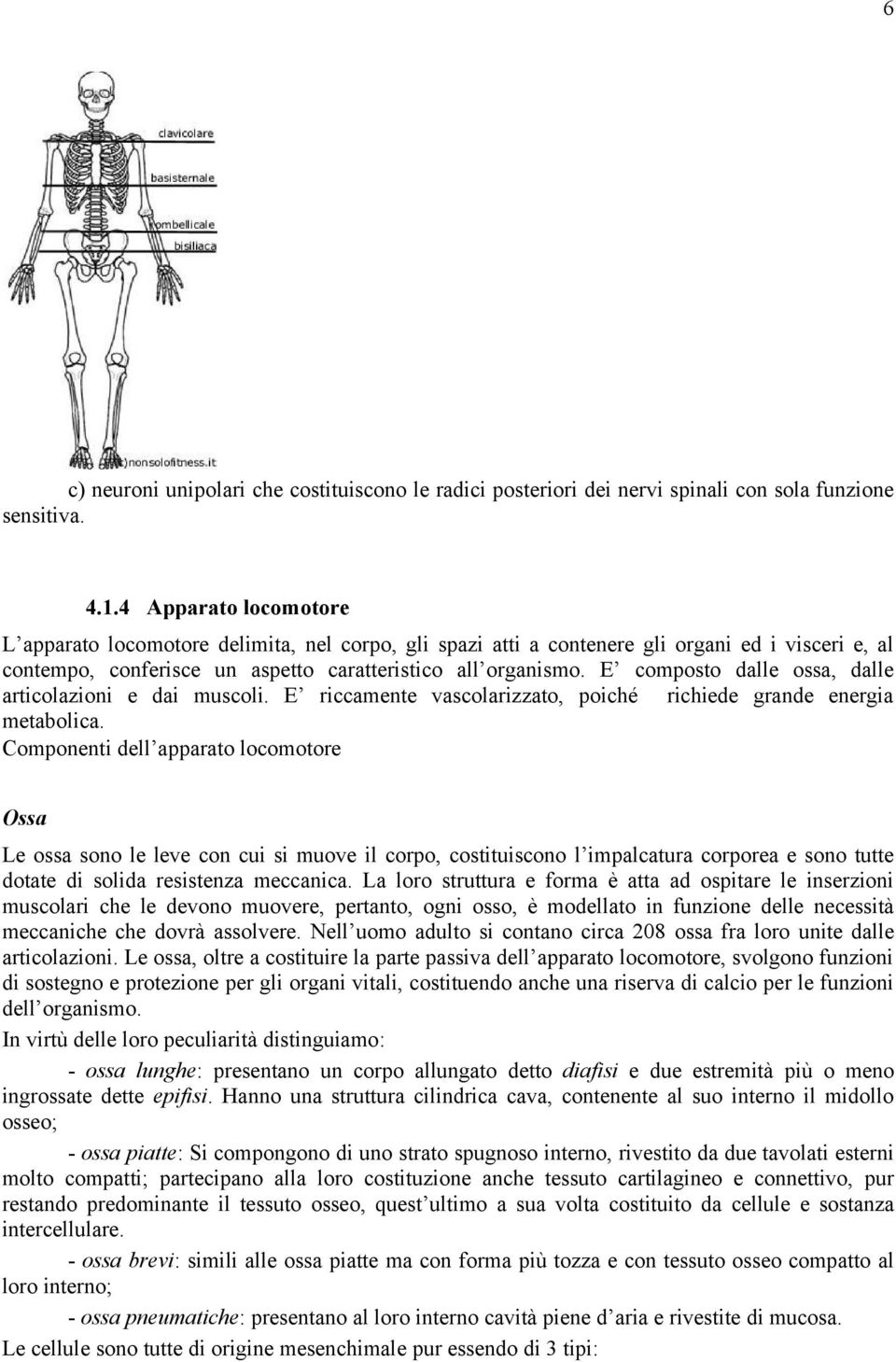 E composto dalle ossa, dalle articolazioni e dai muscoli. E riccamente vascolarizzato, poiché richiede grande energia metabolica.