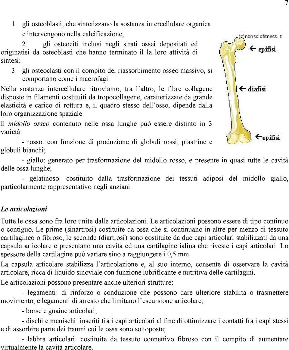 gli osteoclasti con il compito del riassorbimento osseo massivo, si comportano come i macrofagi.