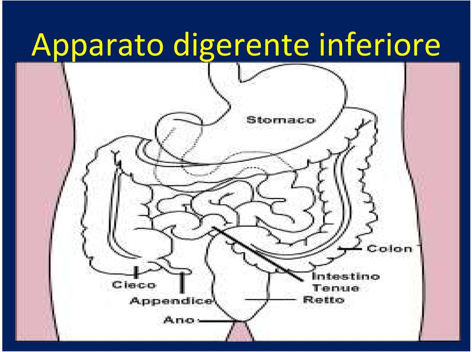 inferiore