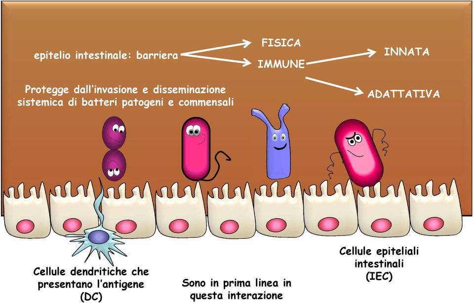 IMMUNE INNATA ADATTATIVA Cellule dendritiche che presentano l