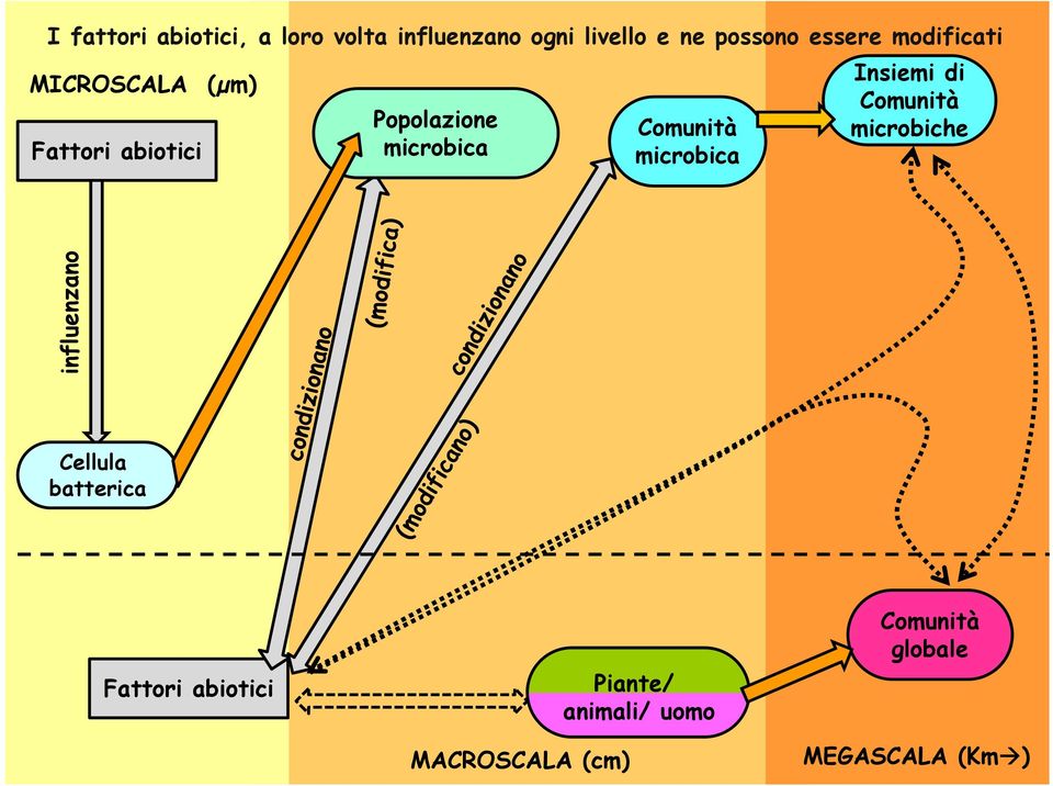 microbica Insiemi di Comunità microbiche influenzano Cellula batterica