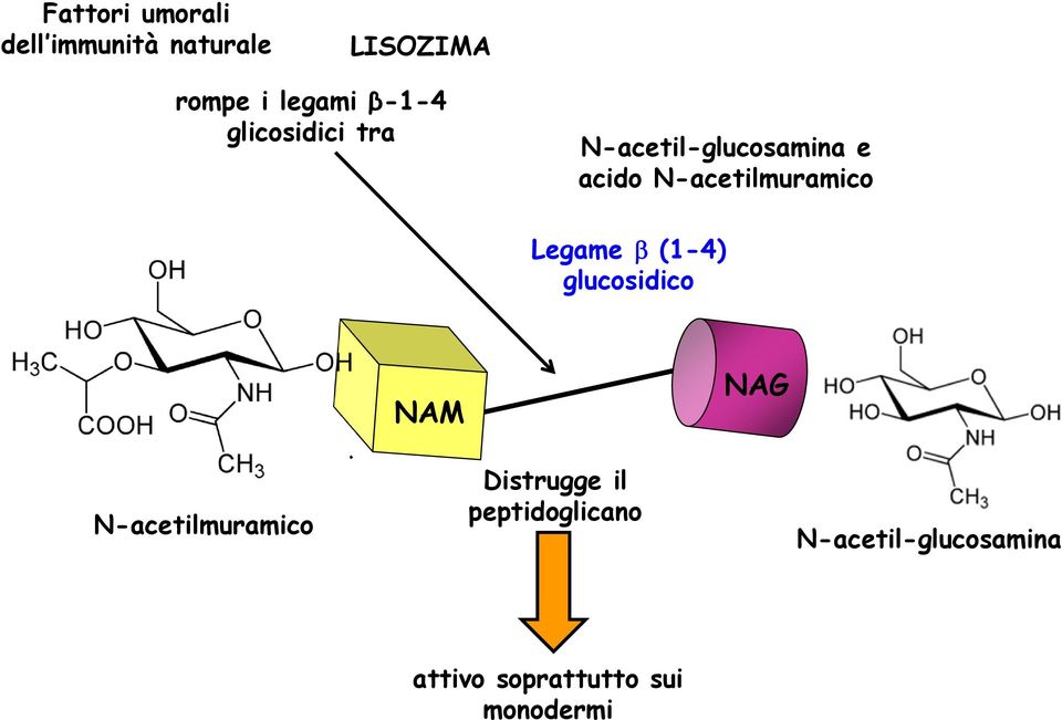 N-acetilmuramico Legame β (1-4) glucosidico N-acetilmuramico.