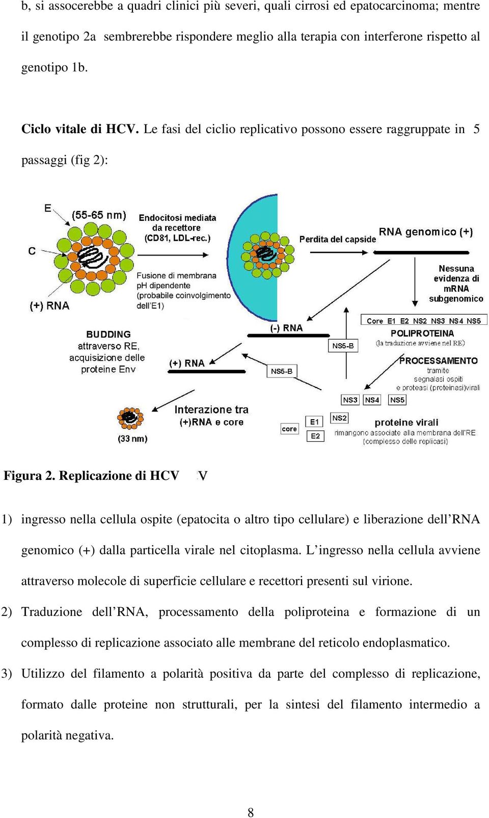 di HCV 1) ingresso nella cellula ospite (epatocita o altro tipo cellulare) e liberazione dell RNA genomico (+) dalla particella virale nel citoplasma.
