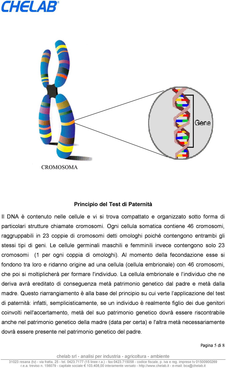 Le cellule germinali maschili e femminili invece contengono solo 23 cromosomi (1 per ogni coppia di omologhi).