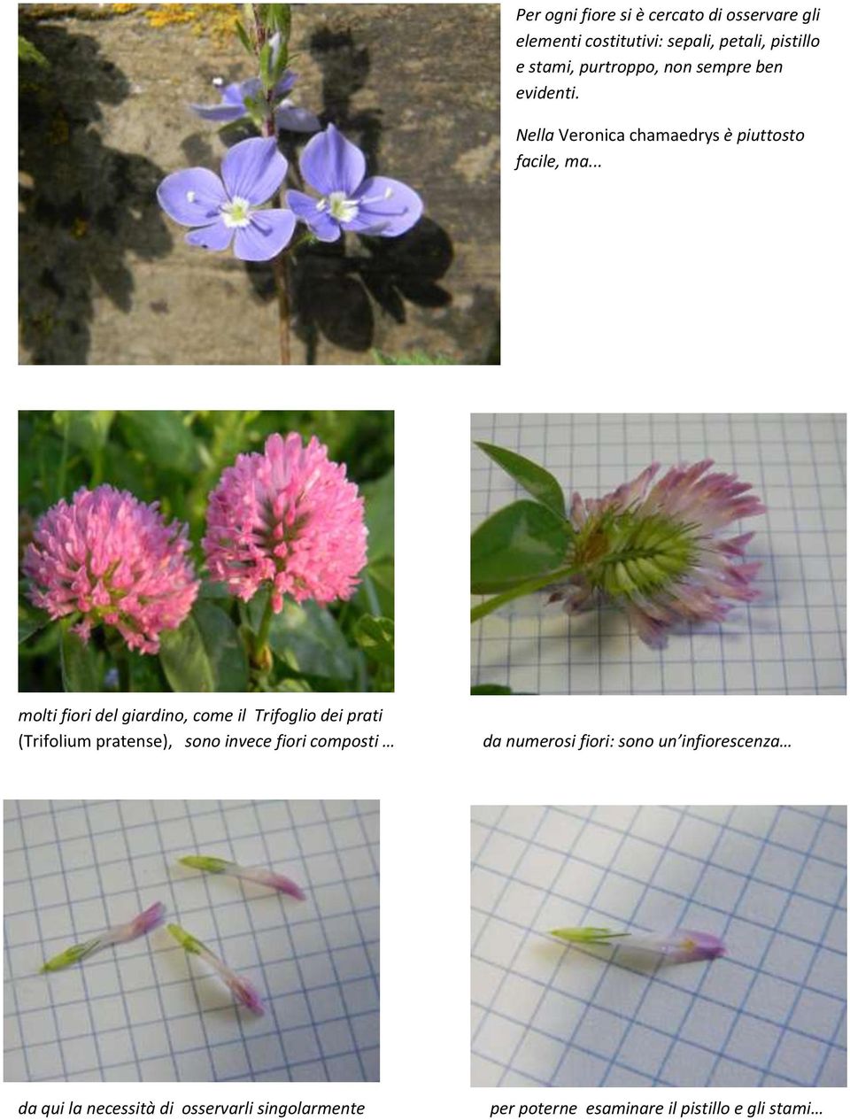 .. molti fiori del giardino, come il Trifoglio dei prati (Trifolium pratense), sono invece fiori composti