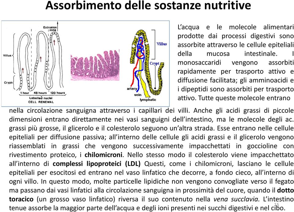 Tutte queste molecole entrano nella circolazione sanguigna attraverso i capillari dei villi.