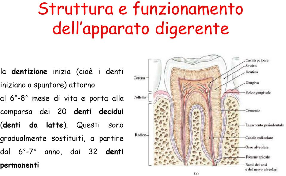 e porta alla comparsa dei 20 denti decidui (denti da latte).