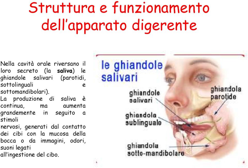 La produzione di saliva è continua, ma aumenta grandemente in seguito a stimoli nervosi,