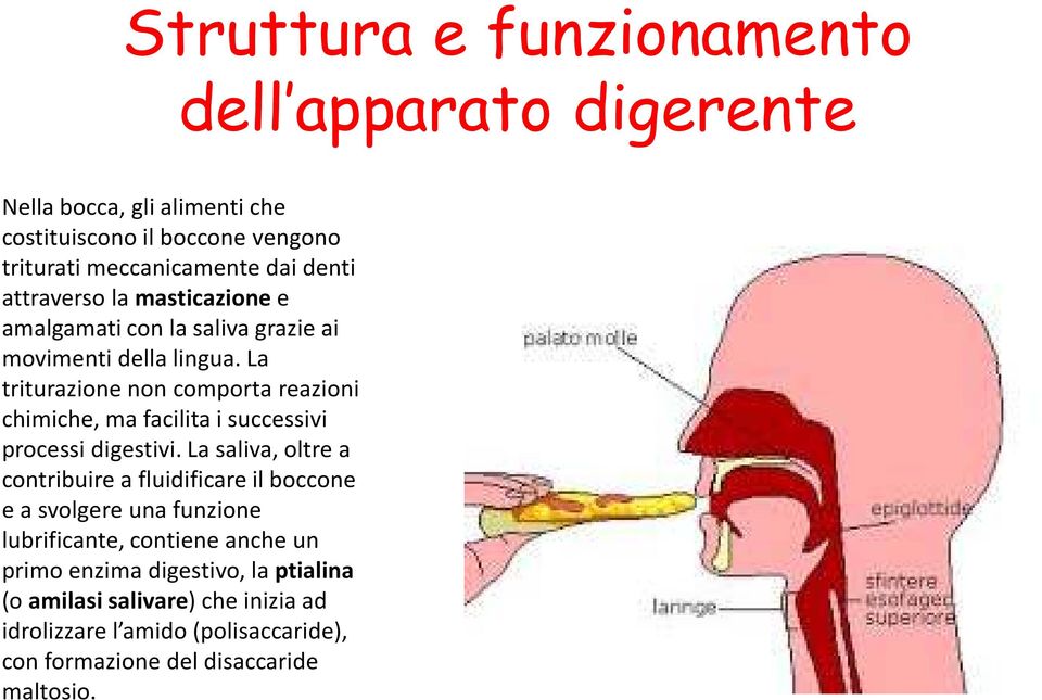 La triturazione non comporta reazioni chimiche, ma facilita i successivi processi digestivi.