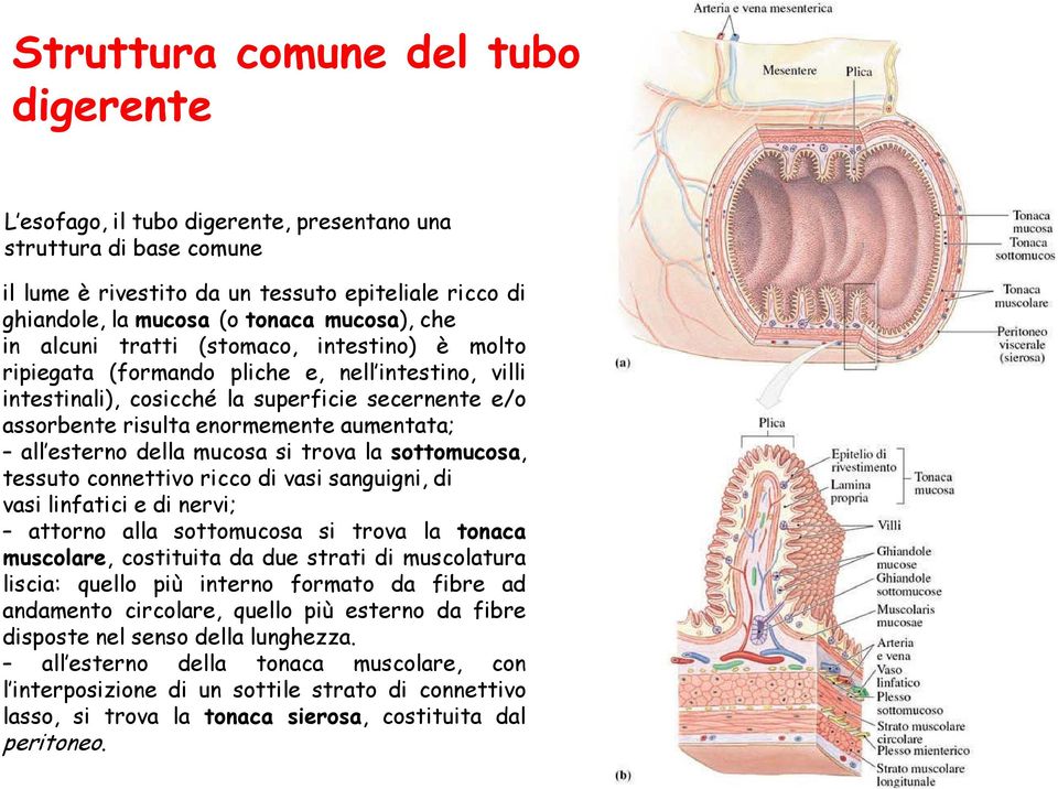 esterno della mucosa si trova la sottomucosa, tessuto connettivo ricco di vasi sanguigni, di vasi linfatici e di nervi; attorno alla sottomucosa si trova la tonaca muscolare, costituita da due strati