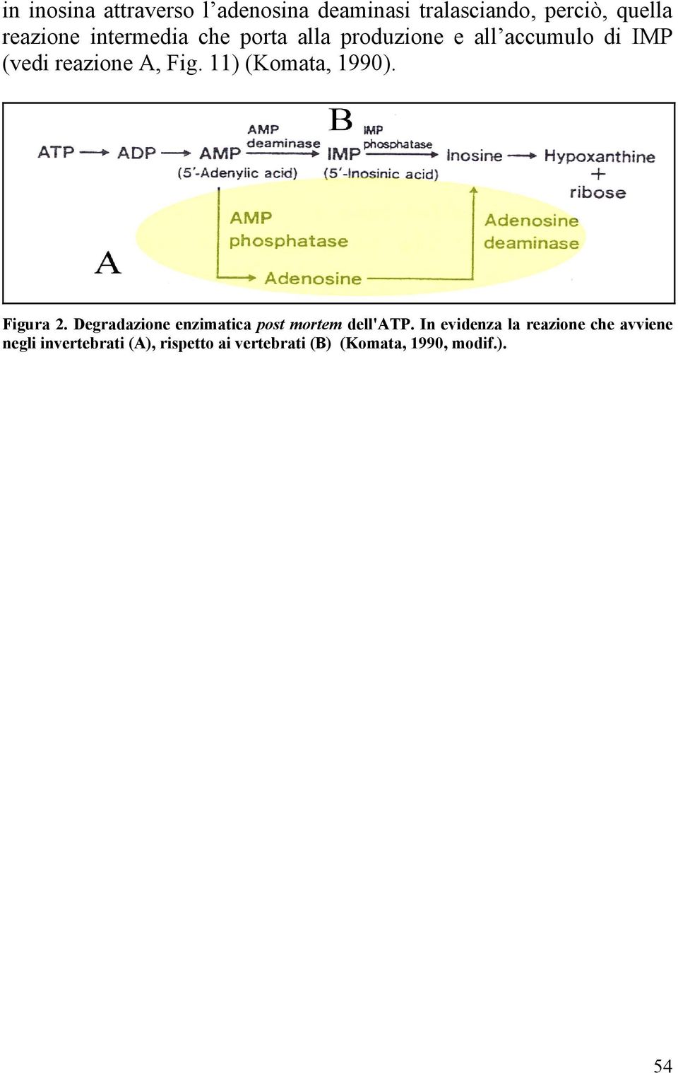 11) (Komata, 1990). Figura 2. Degradazione enzimatica post mortem dell'atp.