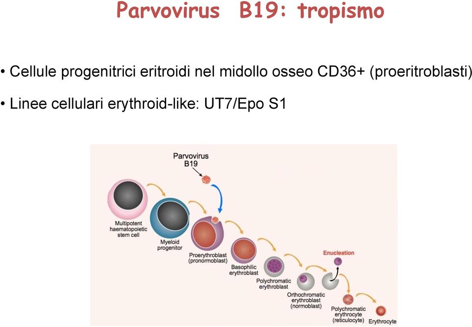 osseo CD36+ (proeritroblasti)