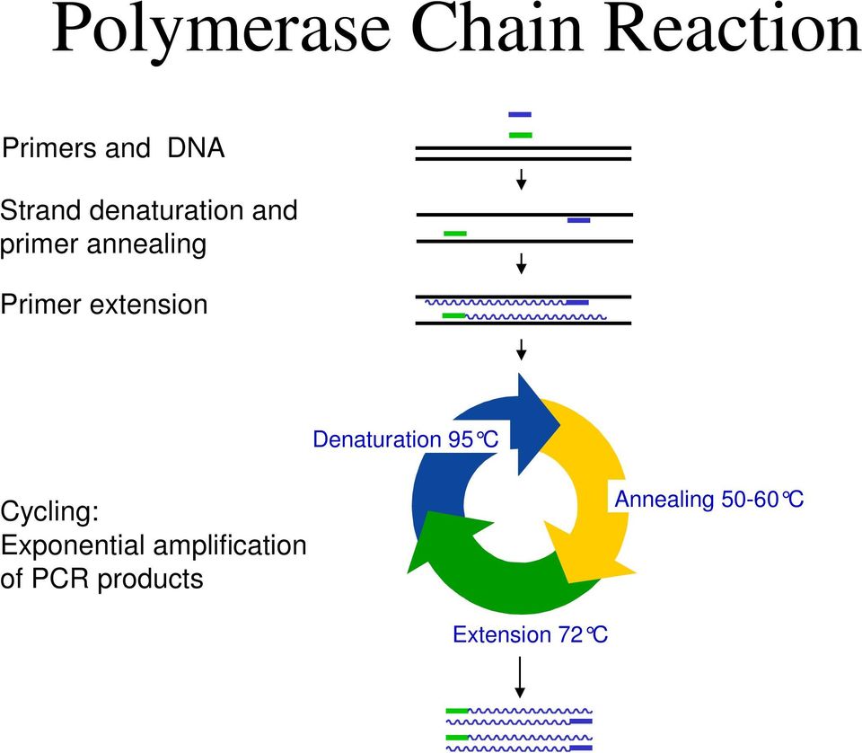 Dreischrittreaktion Denaturation 95 C Cycling: