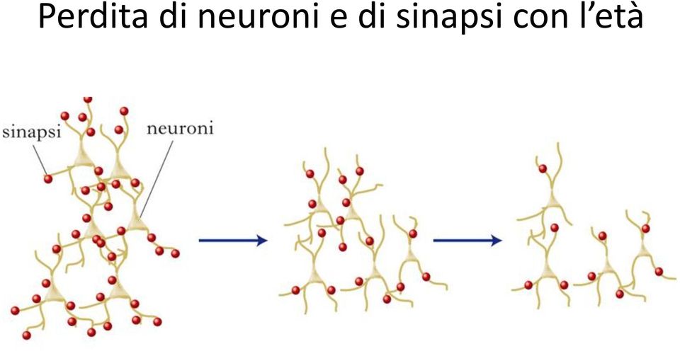 di sinapsi