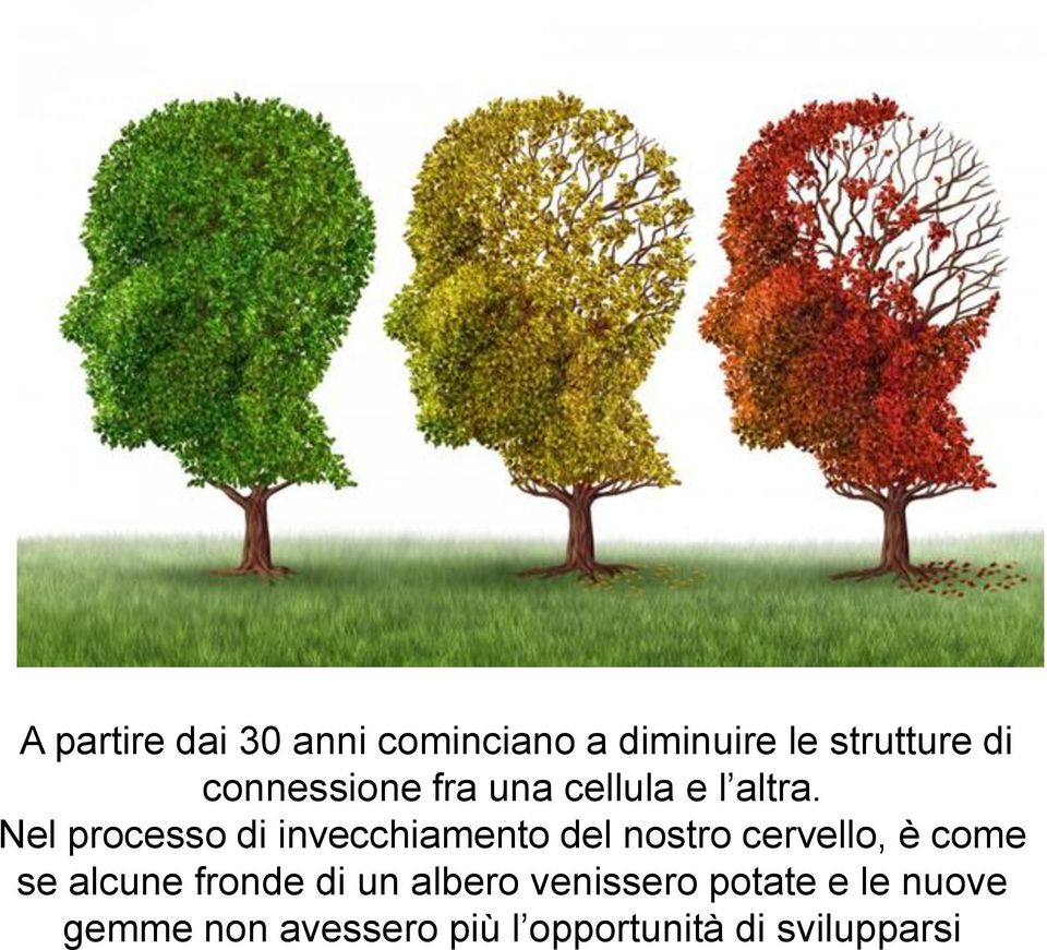 Nel processo di invecchiamento del nostro cervello, è come se