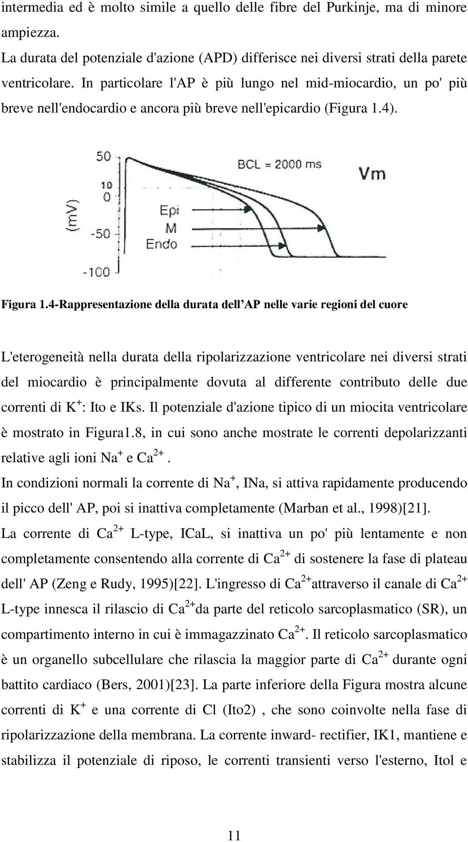 4-Rappresentazione della durata dell AP nelle varie regioni del cuore L'eterogeneità nella durata della ripolarizzazione ventricolare nei diversi strati del miocardio è principalmente dovuta al