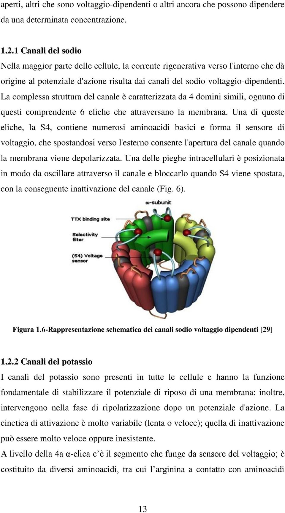 La complessa struttura del canale è caratterizzata da 4 domini simili, ognuno di questi comprendente 6 eliche che attraversano la membrana.