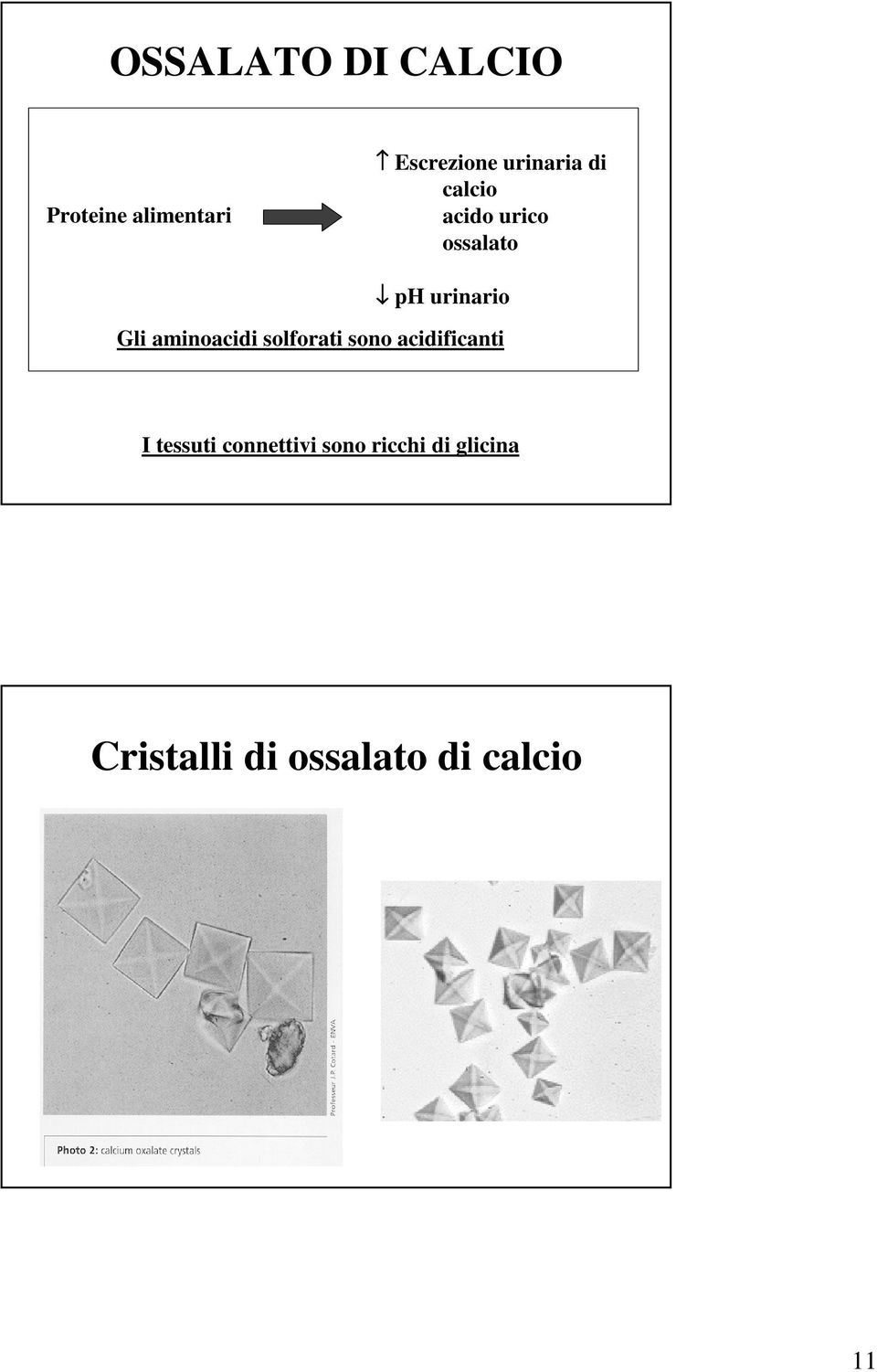 aminoacidi solforati sono acidificanti I tessuti