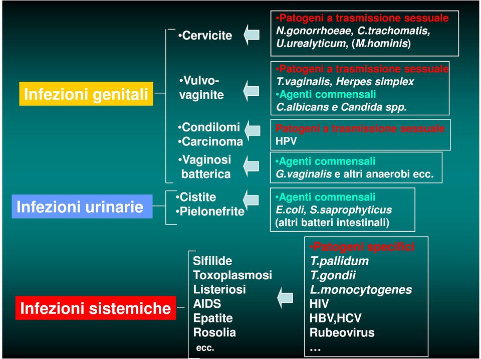 hominis) Patogeni a trasmissione sessuale T.vaginalis, Herpes simplex Agenti commensali C.albicans e Candida spp.