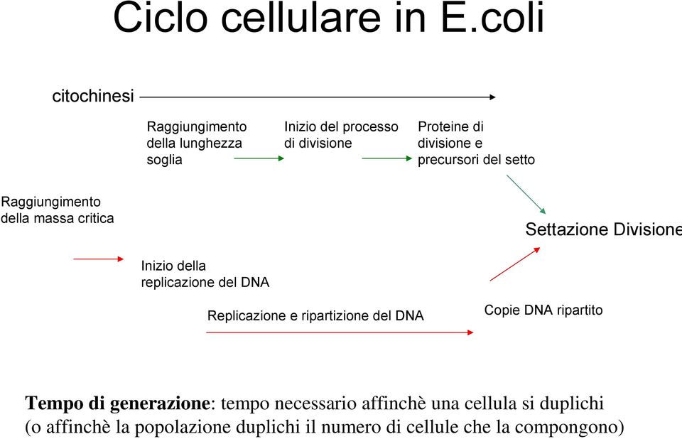 precursori del setto Raggiungimento della massa critica Settazione Divisione Inizio della replicazione del DNA