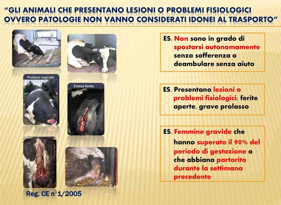 Presentano lesioni o problemi fisiologici: ferite aperte, grave prolasso Reg.