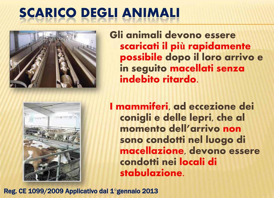 rapidamente possibile dopo il loro arrivo e in seguito macellati senza indebito ritardo.