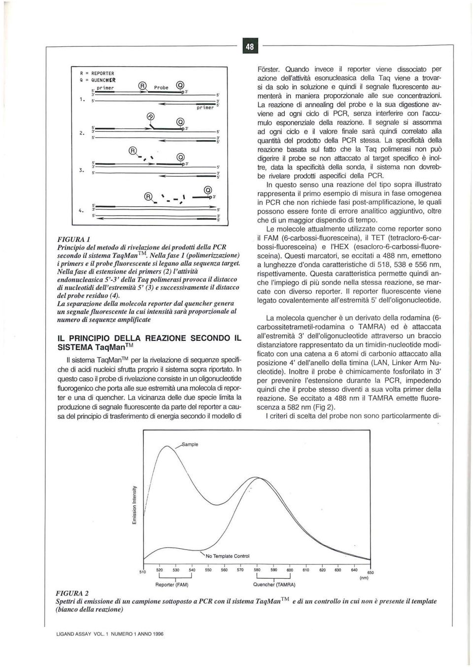 Nellafase di estensione dei primers (2) l'attività endonucleasica -3' della Taq polimerasi provoca il distacco di nucleotidi dell'estremità (3) e successivamente il distacco del probe residuo (4).