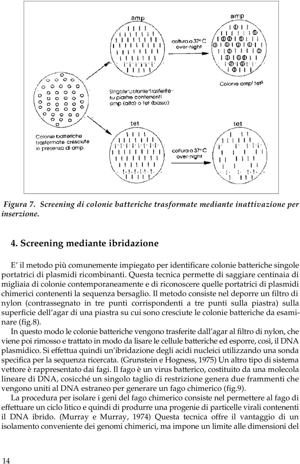 Questa tecnica permette di saggiare centinaia di migliaia di colonie contemporaneamente e di riconoscere quelle portatrici di plasmidi chimerici contenenti la sequenza bersaglio.