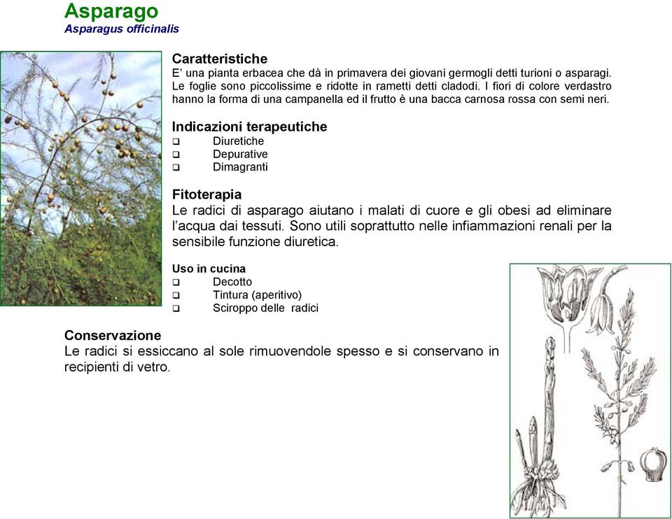 I fiori di colore verdastro hanno la forma di una campanella ed il frutto è una bacca carnosa rossa con semi neri.