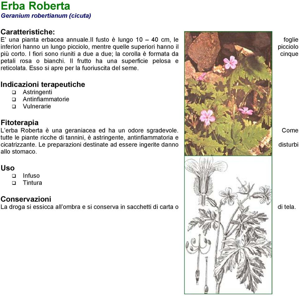 I fiori sono riuniti a due a due; la corolla è formata da cinque petali rosa o bianchi. Il frutto ha una superficie pelosa e reticolata. Esso si apre per la fuoriuscita del seme.