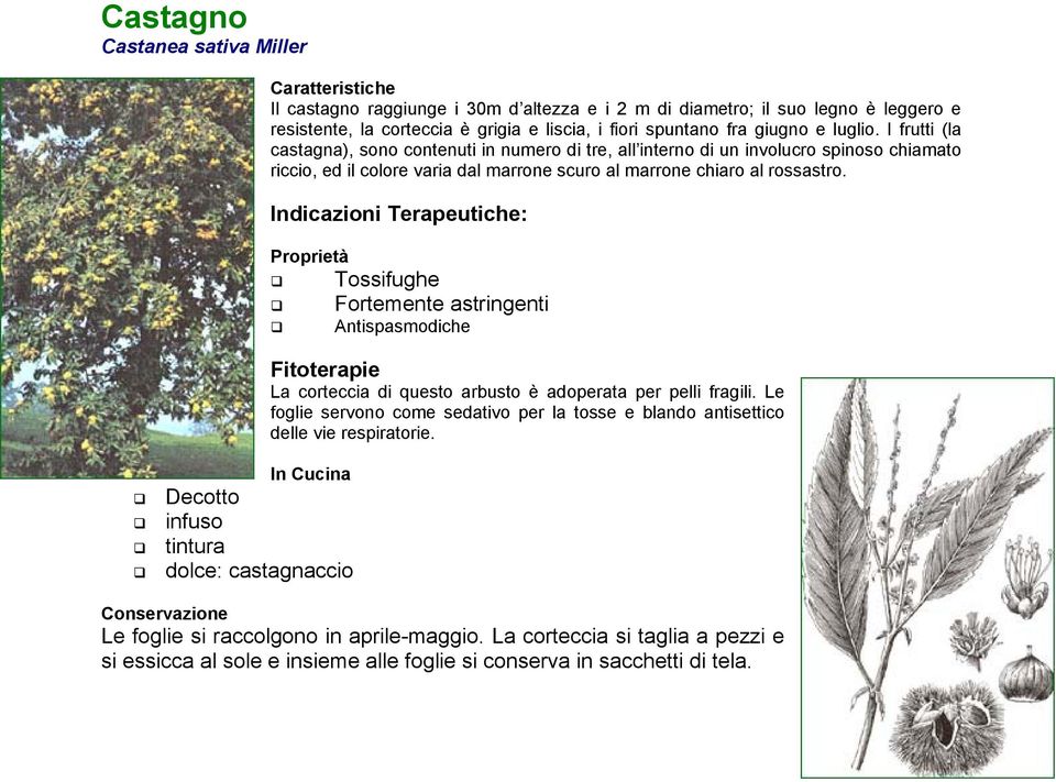 Indicazioni Terapeutiche: Proprietà Tossifughe Fortemente astringenti Antispasmodiche Fitoterapie La corteccia di questo arbusto è adoperata per pelli fragili.