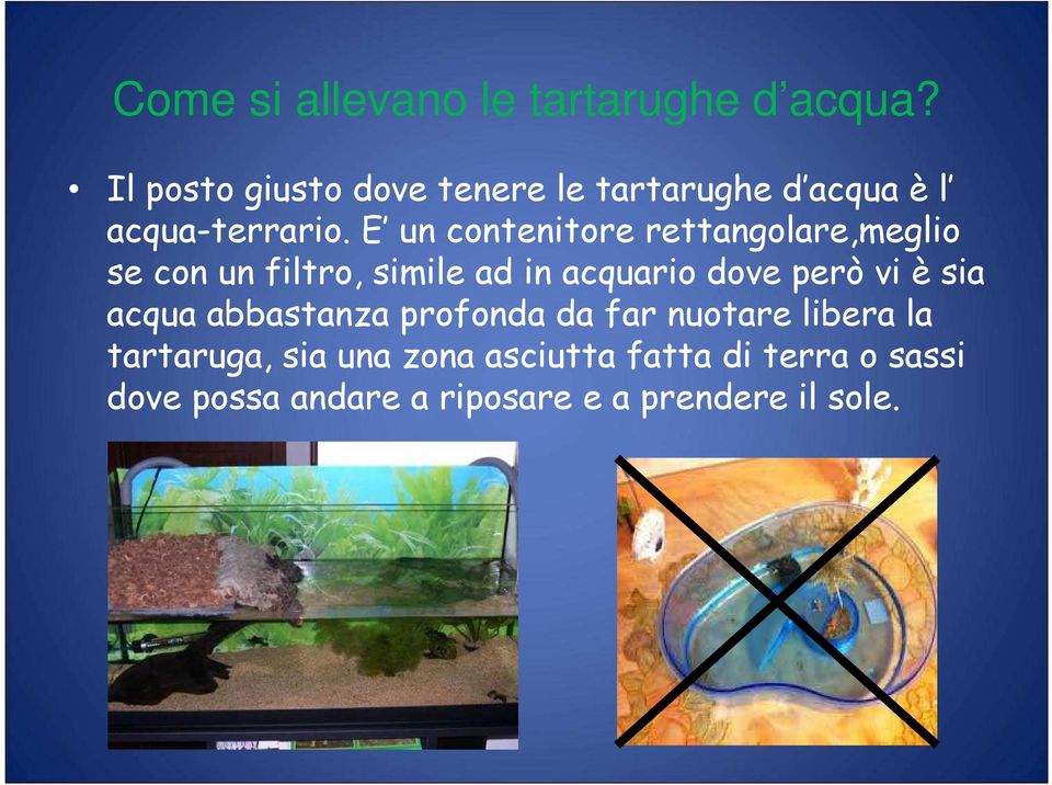 E un contenitore rettangolare,meglio se con un filtro, simile ad in acquario dove però vi